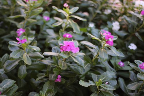 Free Close-up of pink Madagascar Periwinkle flowers amidst lush green foliage, showcasing nature's vibrant beauty. Stock Photo