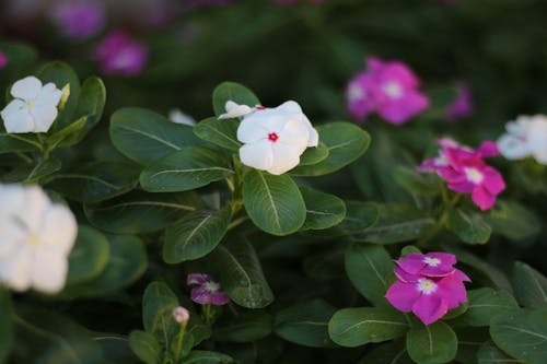 White and Pink Flowers with Green Leaves