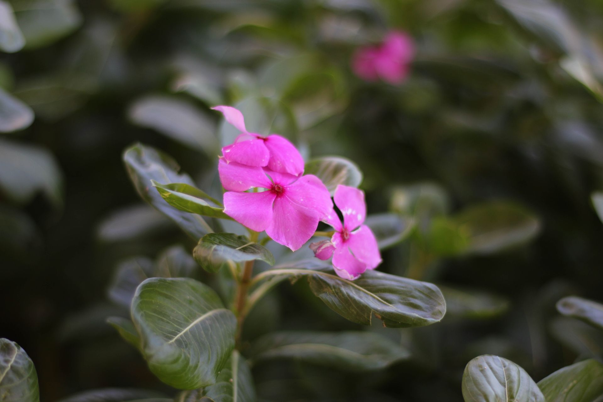 Close-up of bright pink vinca flowers blooming amid lush green leaves in Idlib, Syria.