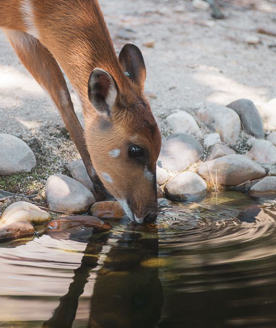 A young deer drinks from a rocky stream in an outdoor setting, showcasing nature's tranquility.