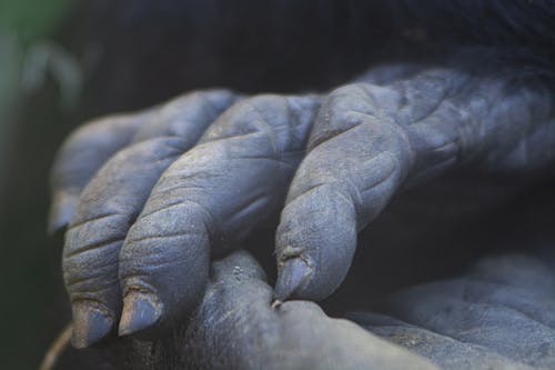 Free stock photo of black hands, gorilla, hands