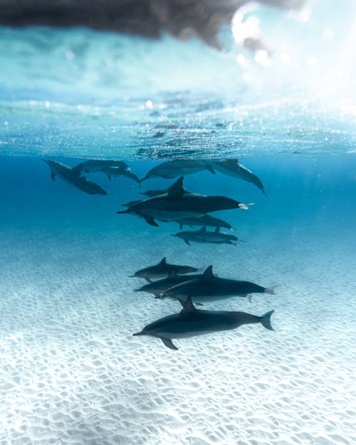 Kostnadsfria Kostnadsfri bild av delfiner, fiskar, natur Stock foto