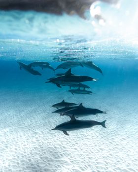 dolphin photo