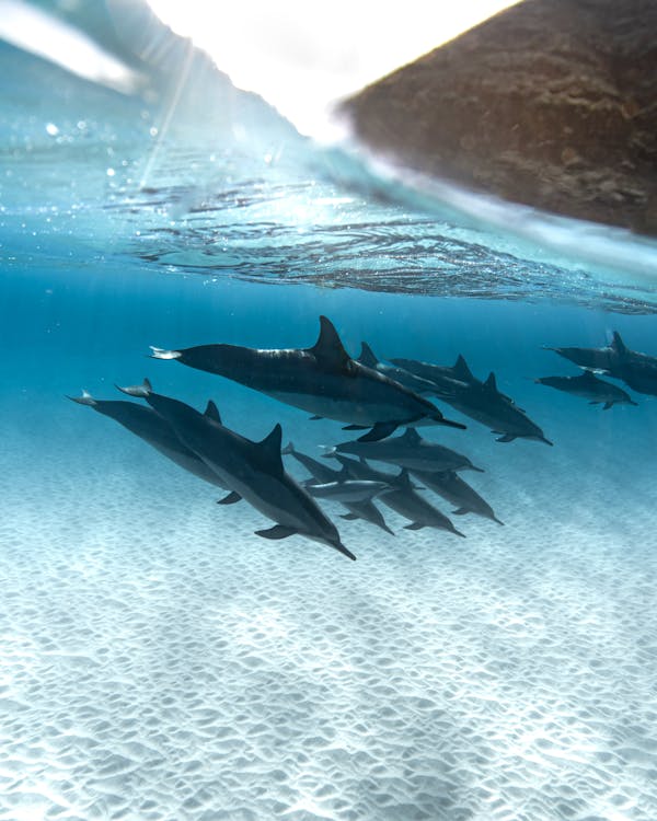 Foto de stock gratuita sobre animales acuáticos, bajo el agua, delfines,  nadando, naturaleza, oceano, peces, vertical