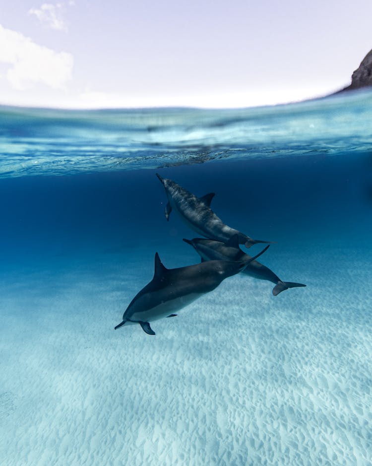 Dolphins Swimming In The Ocean