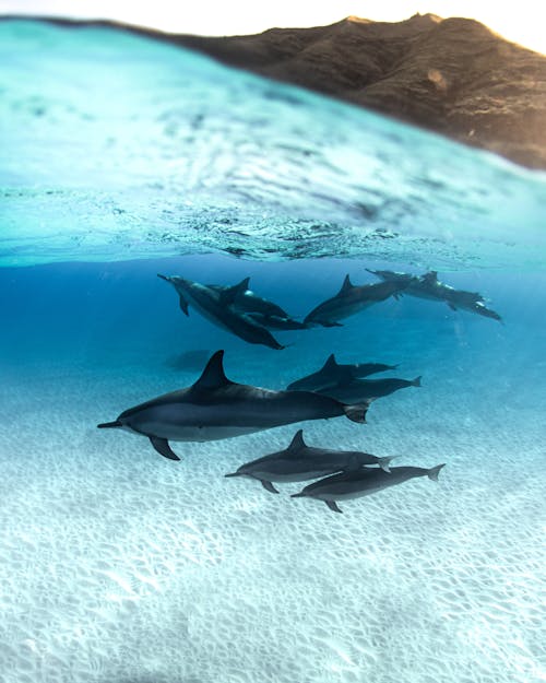 Photos gratuites de animal aquatique, aquatique, dauphins