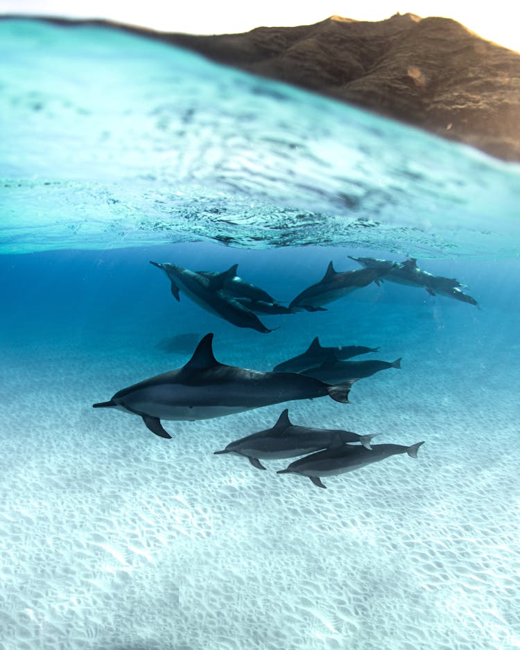 Dolphins Swimming In The Ocean