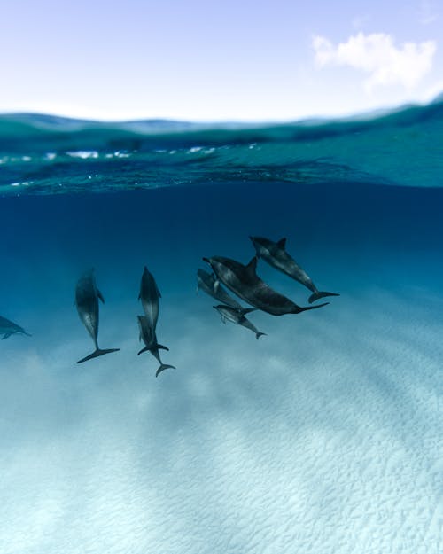 grátis Foto profissional grátis de água limpa, delfins, embaixo da água Foto profissional