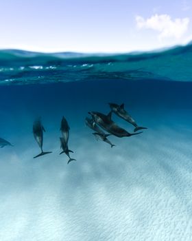 Group of dolphins swimming gracefully underwater in a clear blue ocean.