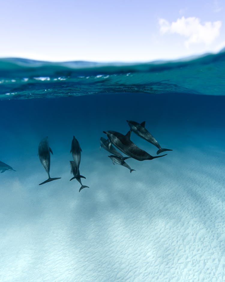  Dolphins On Body Of Water