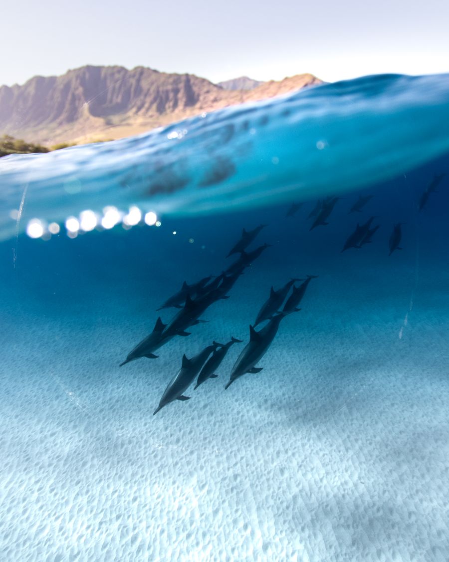 Delfini che nuotano in mare aperto