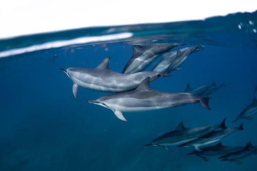 bezplatná Základová fotografie zdarma na téma delfíni, divočina, modrá voda Základová fotografie
