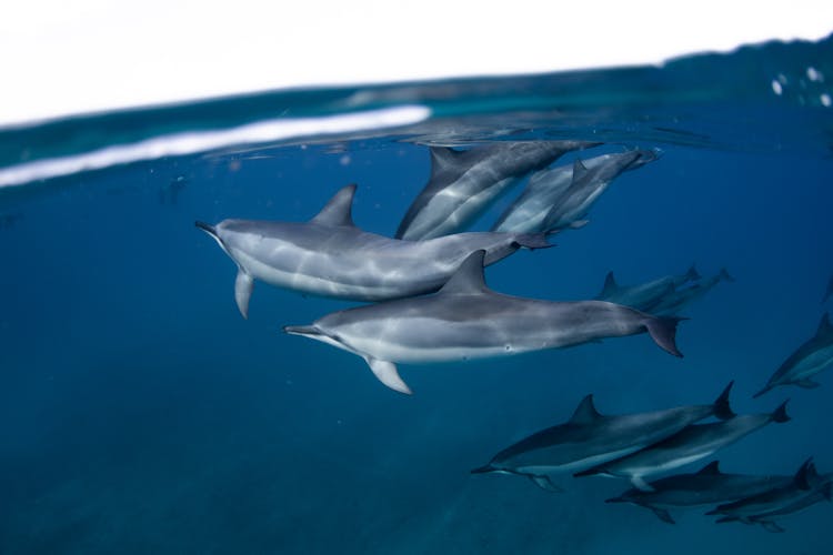 Underwater Photography Of Gray Dolphins