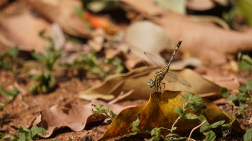 Free Close-up of a Dragon Fly on a Leaf Stock Photo