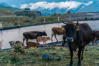 Cattle grazing along mountain road in Ganisi, Georgia, amid lush scenery.