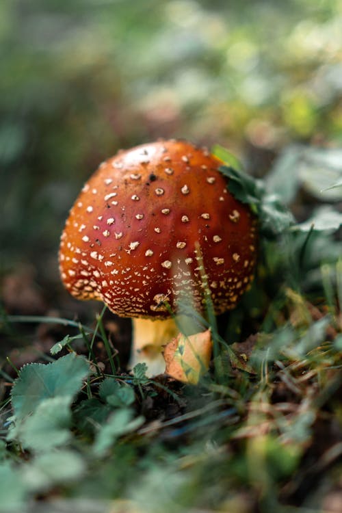 Close-Up Shot of a Mushroom 