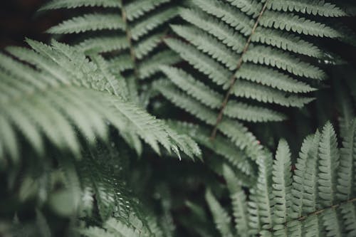 Fotobanka s bezplatnými fotkami na tému botanický, listy, papraď