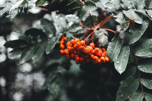 A Rowan Fruit Bearing Tree