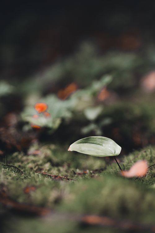 Free A single green leaf focuses prominently amidst blurred moss and foliage. Stock Photo