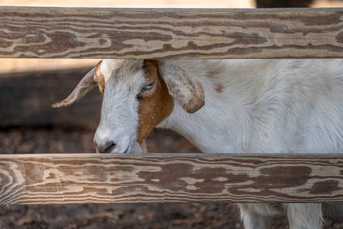 Free White and Brown Goat Beside a Brown Wooden Fence Stock Photo