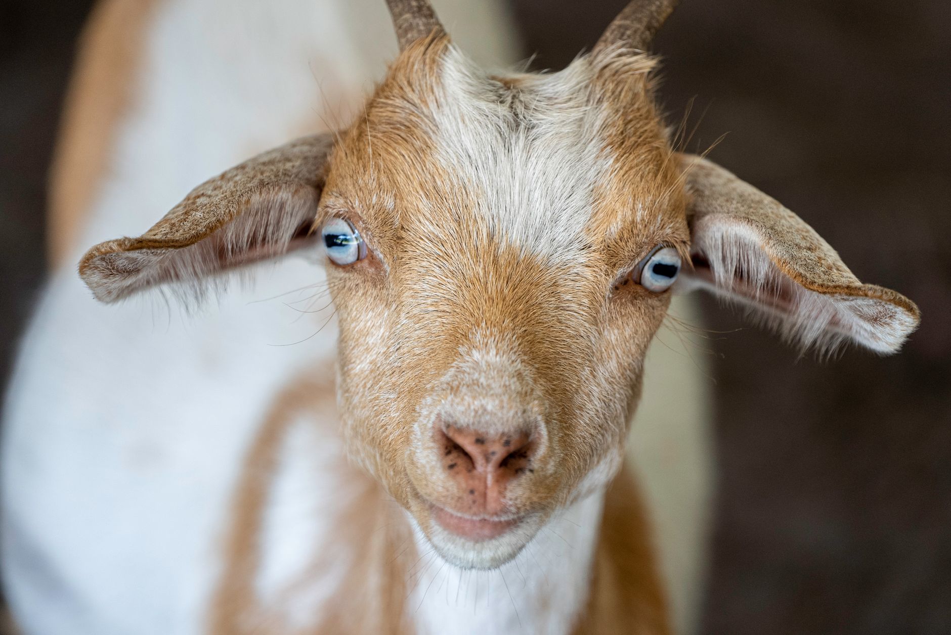 Veterinarian examining a goat during a checkup
