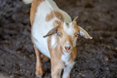 Free A detailed close-up of a brown and white goat standing outdoors on soil. Stock Photo