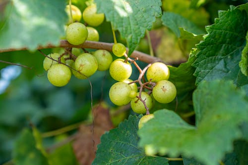 Free Green Grapes on a Plant Stock Photo