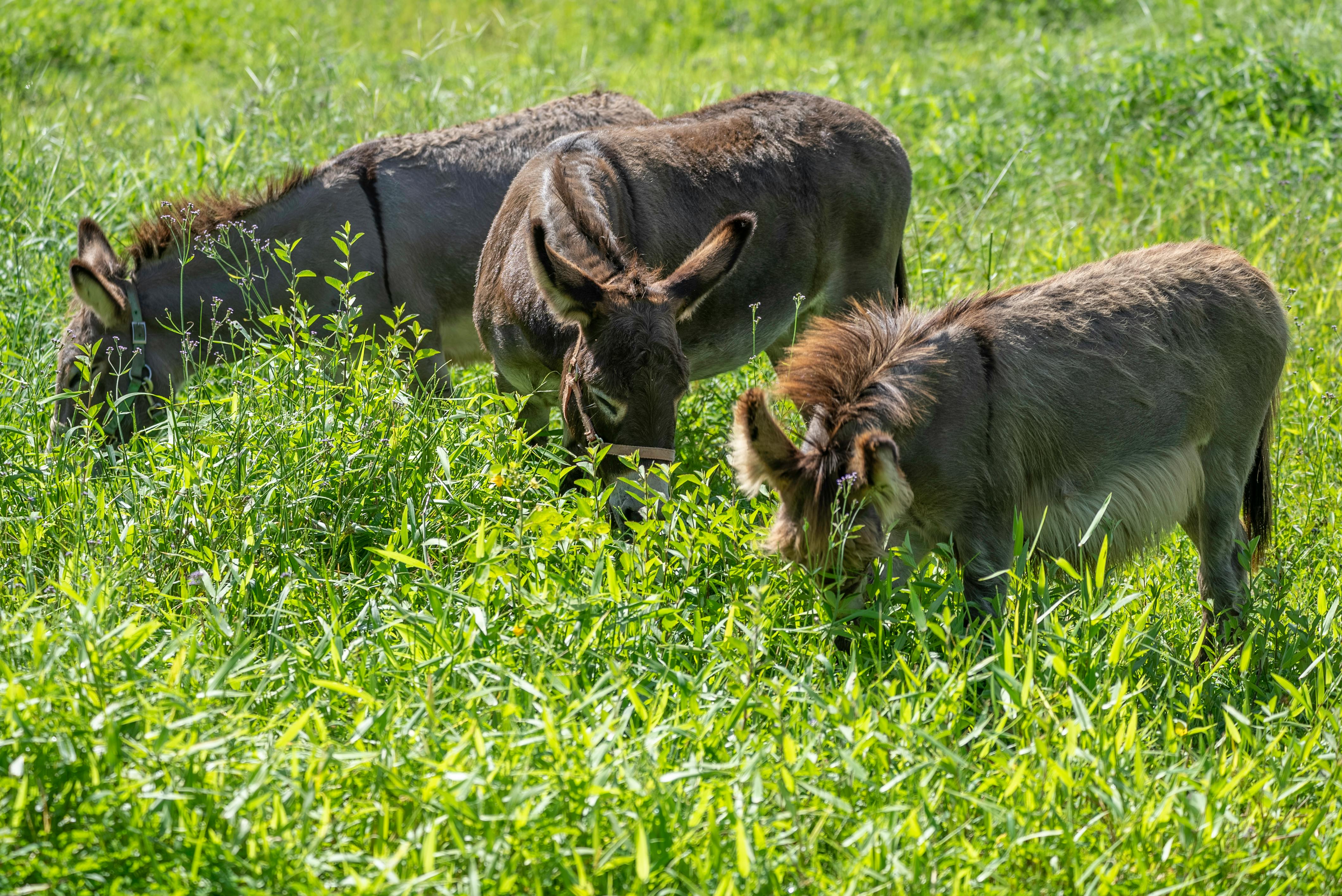 Donkeys Eating Grass · Free Stock Photo