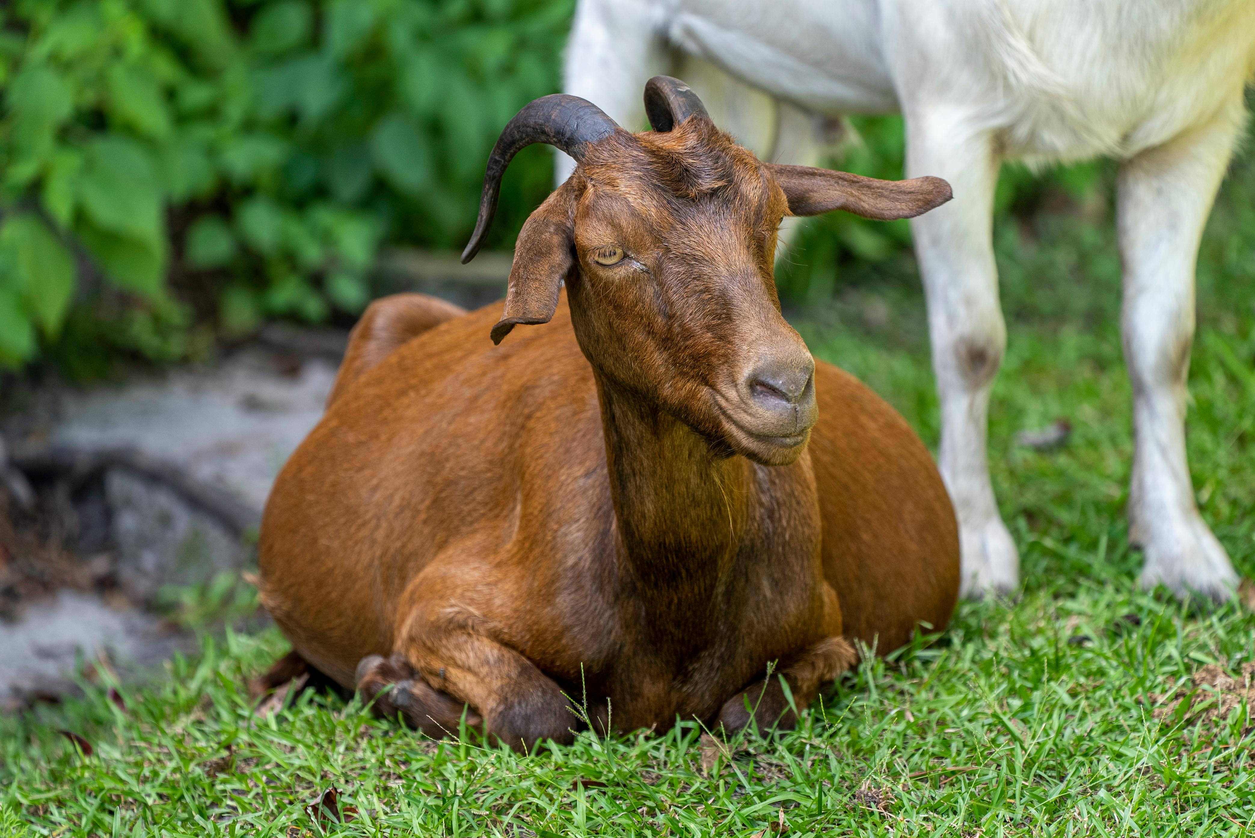 Gratuit Photos gratuites de agriculture, amérique du nord, animal Photos