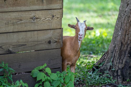 Free A Goat Beside a Wooden Fence Stock Photo