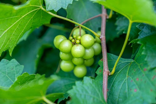 Безкоштовне стокове фото на тему «виноград, виноградна лоза, дрібні фокус»
