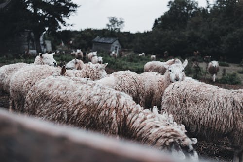 Photos gratuites de animaux, campagne, clairière