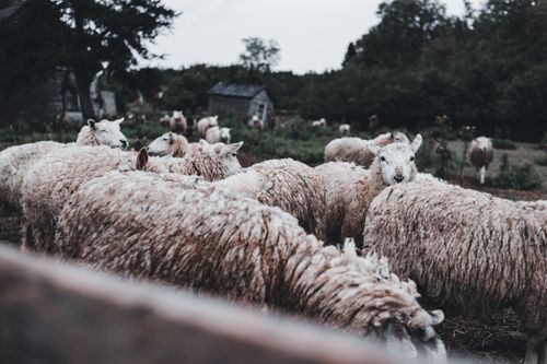 Free A flock of sheep in a lush countryside setting, showcasing farm life and livestock in nature. Stock Photo