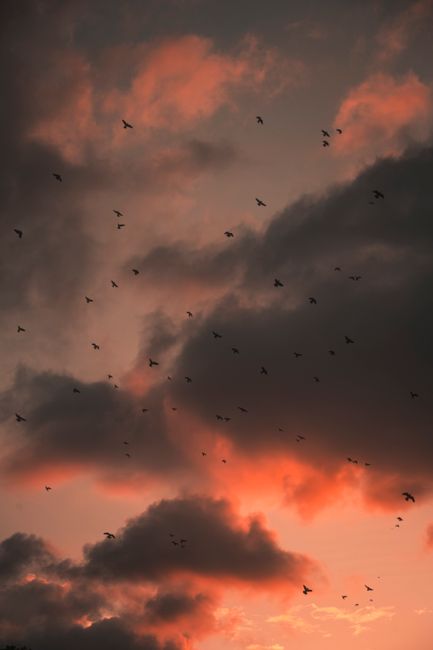 A captivating scene of birds flying against a dramatic sunset sky with vibrant cloud colors.