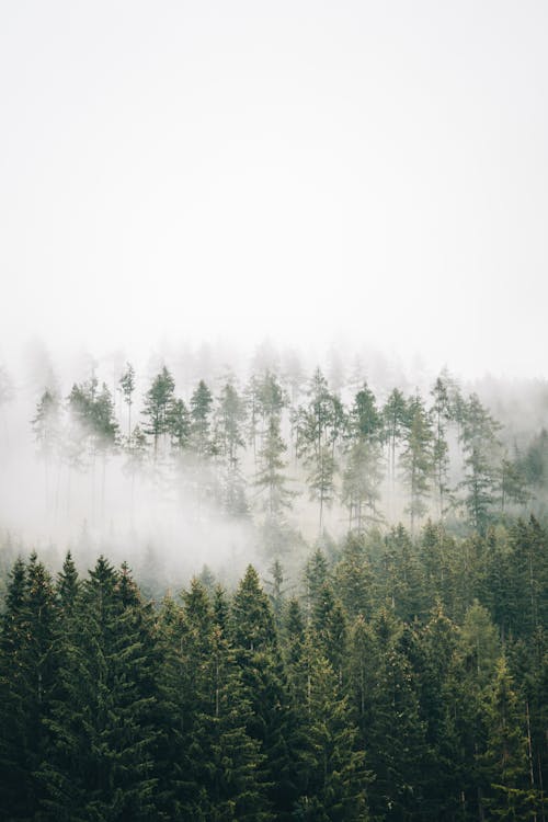 бесплатная Бесплатное стоковое фото с вертикальный выстрел, деревья, зеленый Стоковое фото