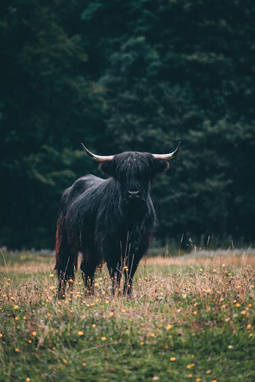 Безкоштовне стокове фото на тему «бик, корова, краєвид»
