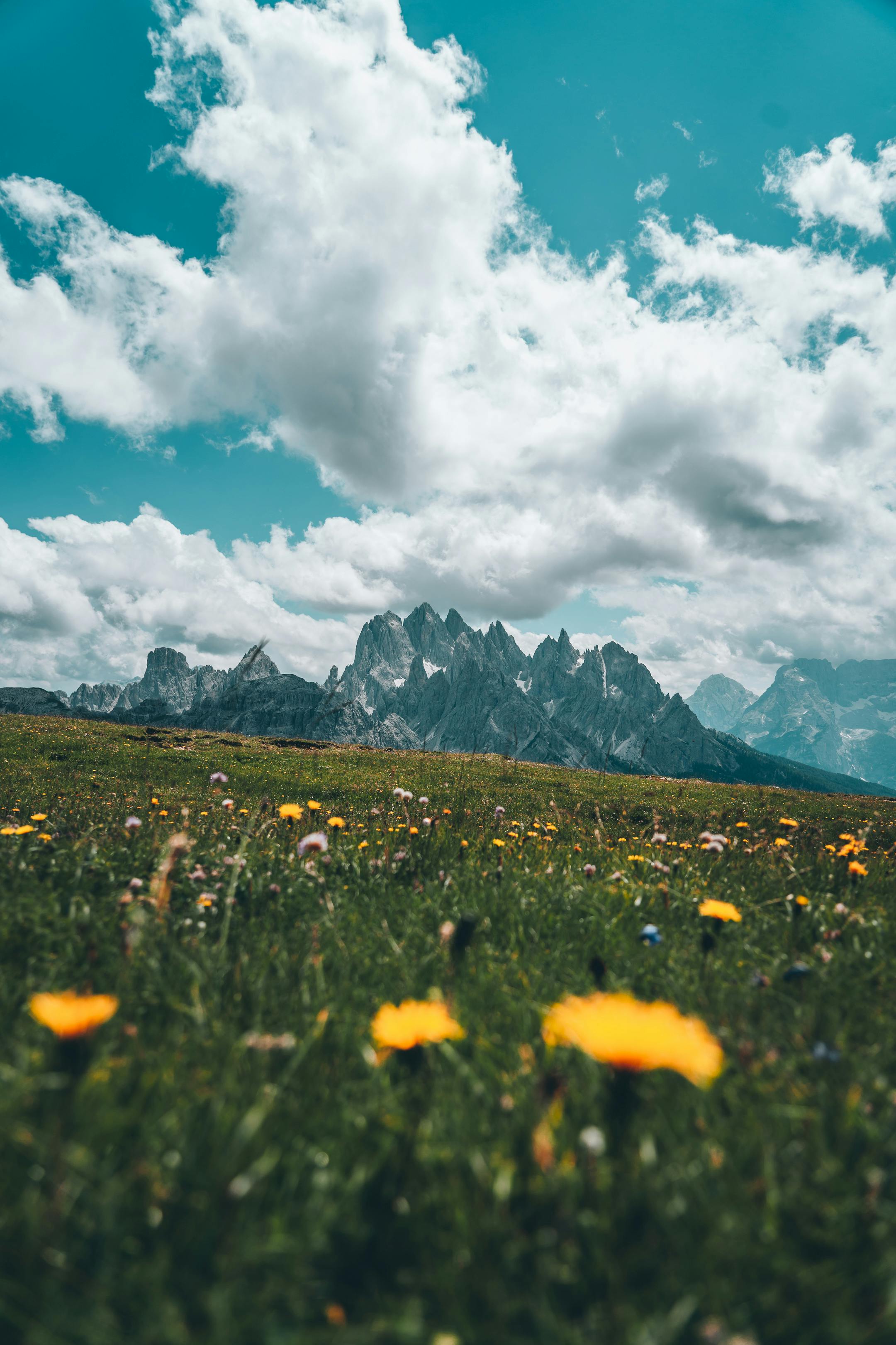 Stunning landscape of mountain peaks under a blue sky with vibrant wildflowers in the foreground.