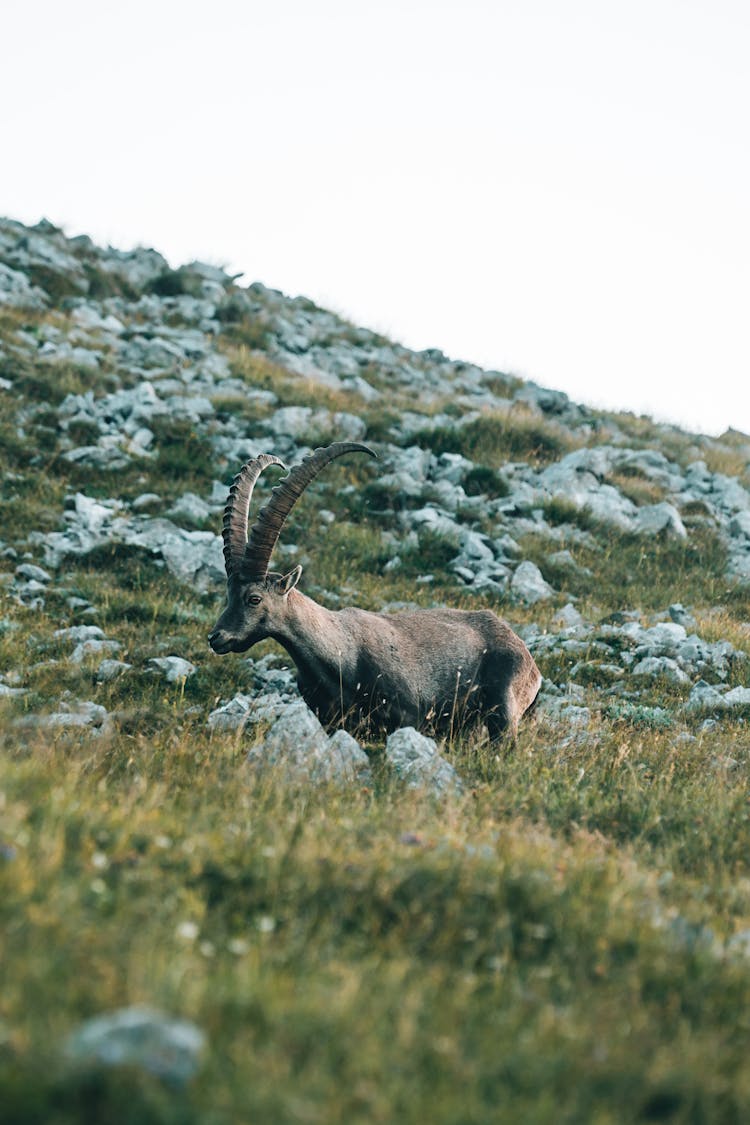 Alpine Ibex Standing In The Grassland