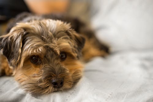 Free Selective Focus Photo of Long-coated Brown Puppy Stock Photo