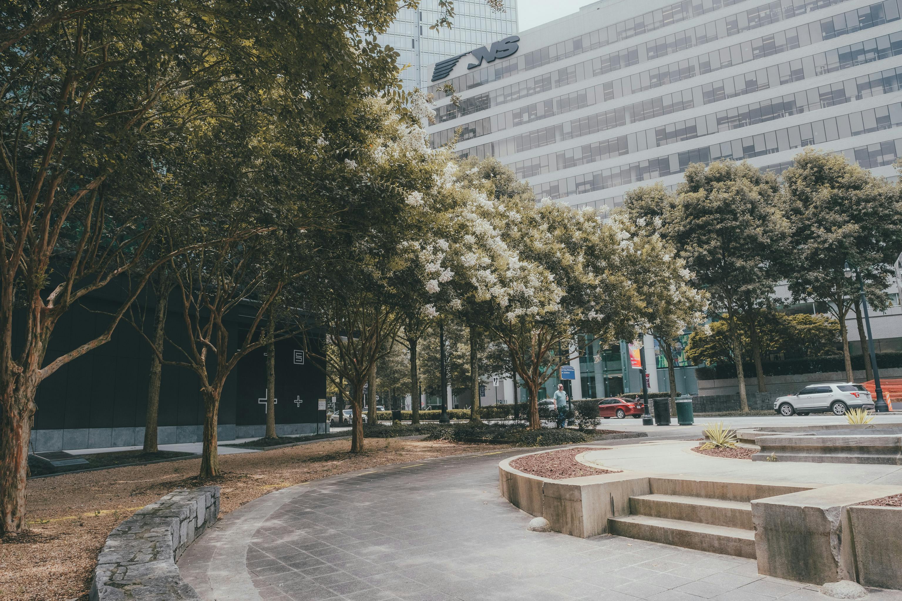 trees in a park in a city