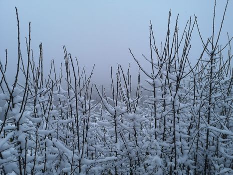 A serene winter scene with snow-covered bare branches against a foggy sky.