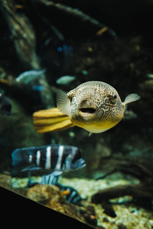 Swimming Yellow Pufferfish 