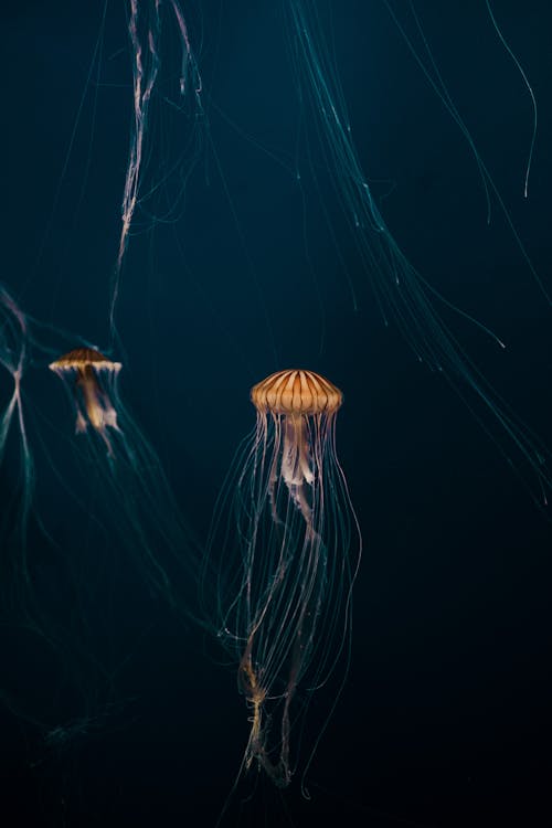 Immagine gratuita di acqua, animale, bellezza nella natura