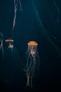 令人印象深刻的水母在深蓝色的海洋深处优雅地漂浮