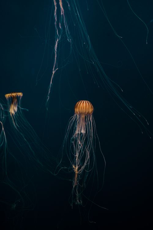 Free Stunning view of jellyfish drifting gracefully in the dark ocean depths. Stock Photo