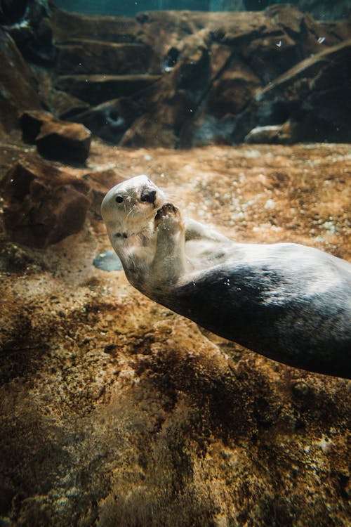 Free Cute Sea Otter Stock Photo