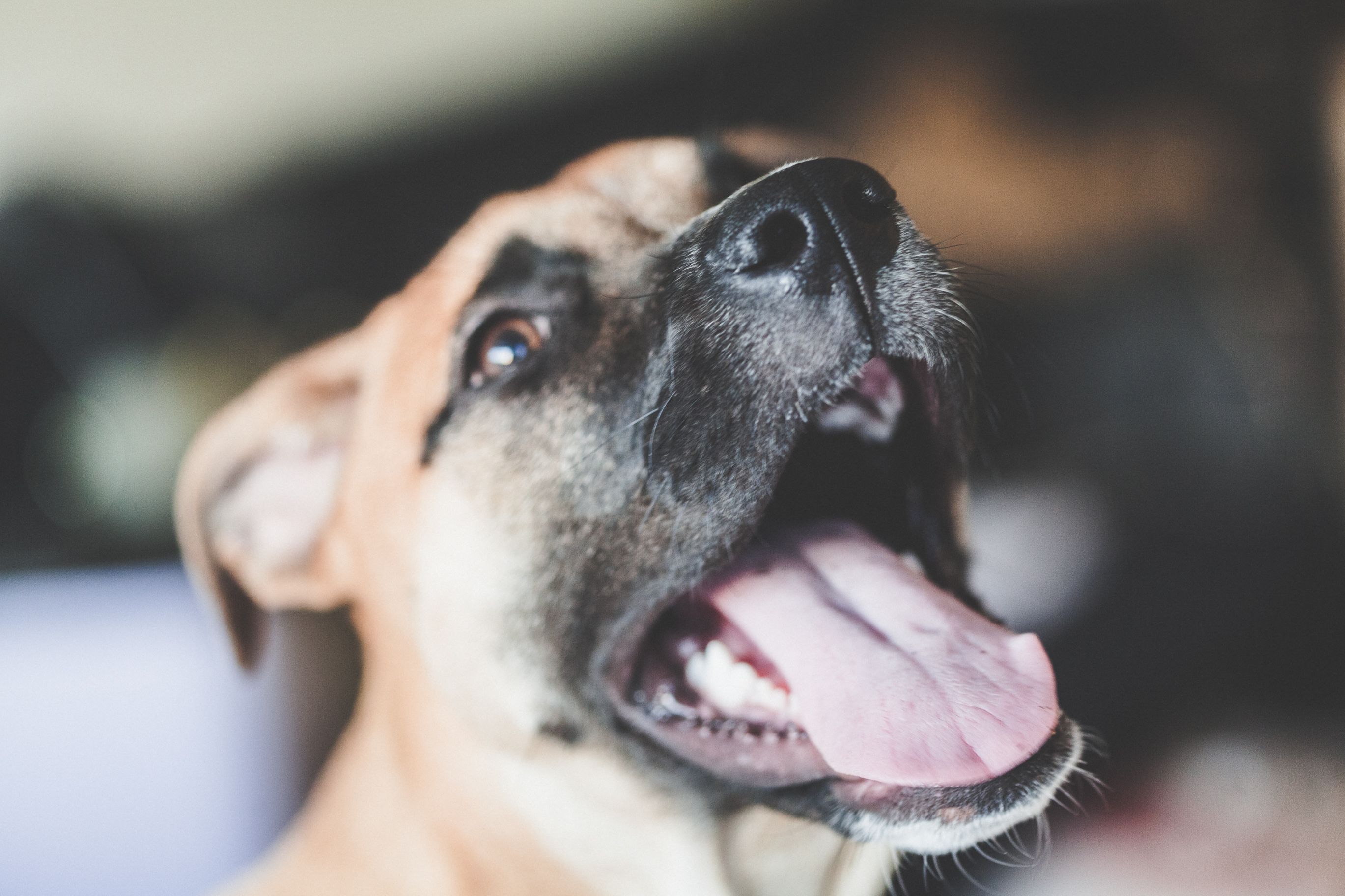 Photo gratuite de animal, animal de compagnie, animaux mignons