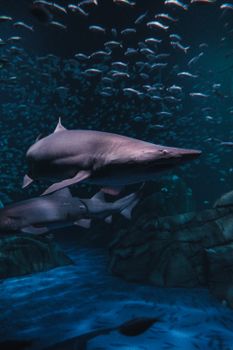 Dramatic view of sharks swimming among fish in a dimly lit aquarium.