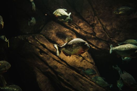 Dramatic underwater photo capturing a group of swimming piranhas in their aquatic habitat.
