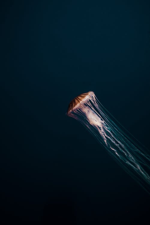 Free Brown Jellyfish with Long Tentacles Stock Photo